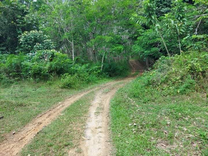 ขายที่ดิน ต.นาหมอบุญ อ.จุฬาภรณ์ จ.นครศรีธรรมราช 2-2-2 ไร่