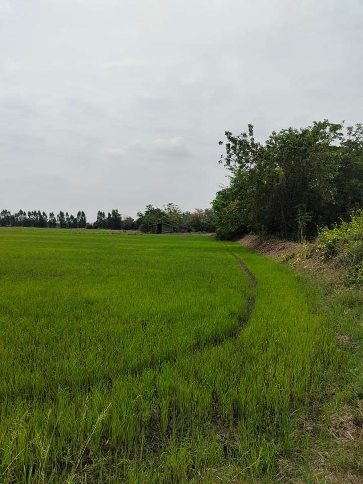 ที่ดินเปล่า หมู่บ้านเนินพยอม อ.บรรพตพิสัย จ.นครสวรรค์ 36-3-40 ตร.ว.