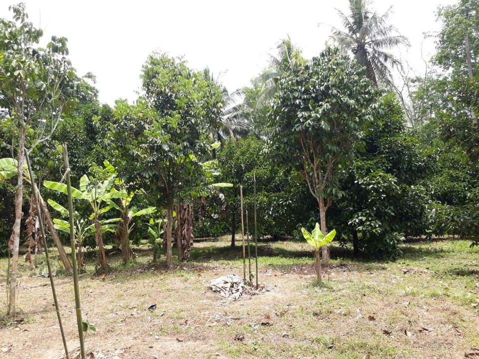 ที่ดิน สวนผลไม้ หลายชนิด สงขลา 2-0-9.8