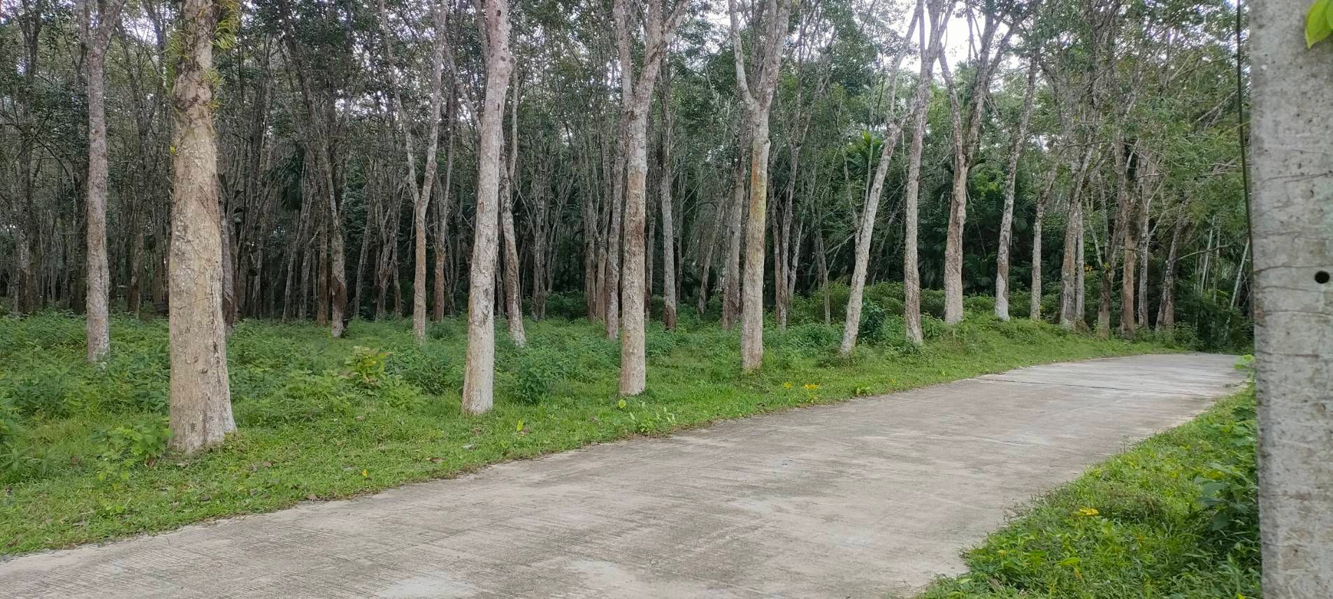  สวนยางพร้อมโฉนด ทำเลทอง ราคาประหยัดมาก!  ที่ดินสวนยาง 13 ไร่ – อำเภอทุ่งสง จังหวัดนครศรีธรรมราช