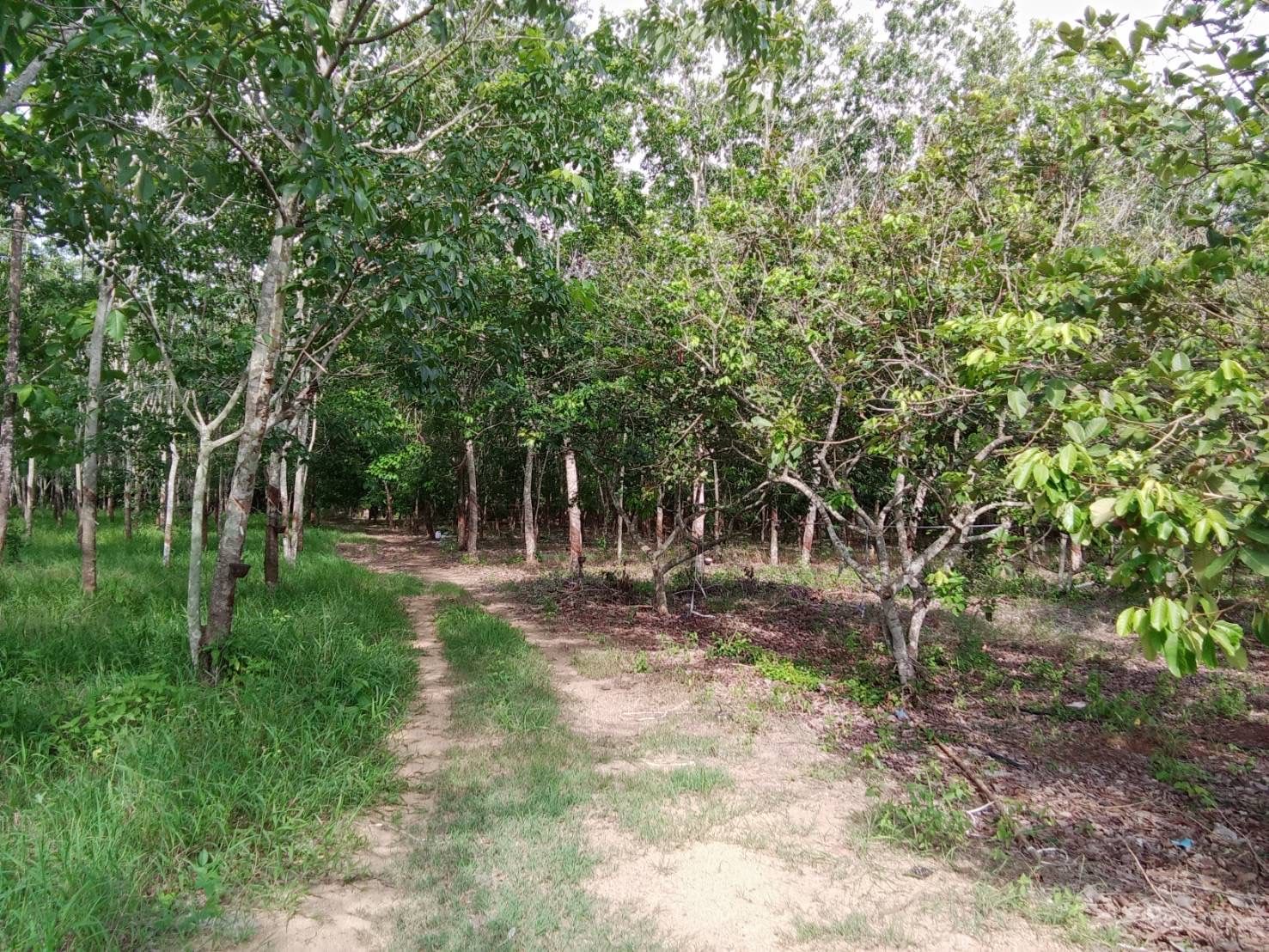 ขายที่สวนยาง 15 ปี สอยดาว จันทบุรี