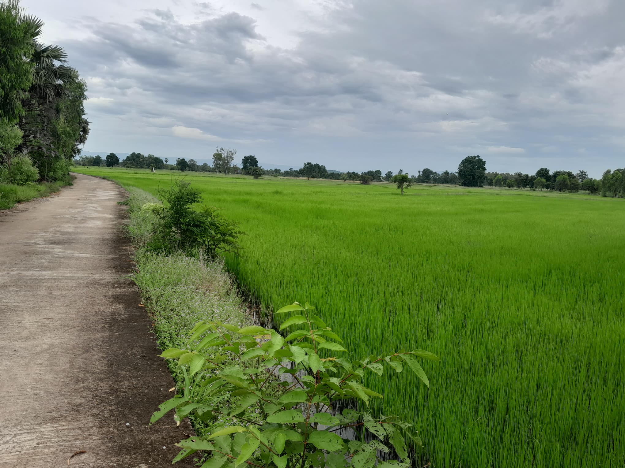 ขายที่ดินพิจิตร จ.พิจิตร อ.ตะพานหิน 28-1-93 ไร่