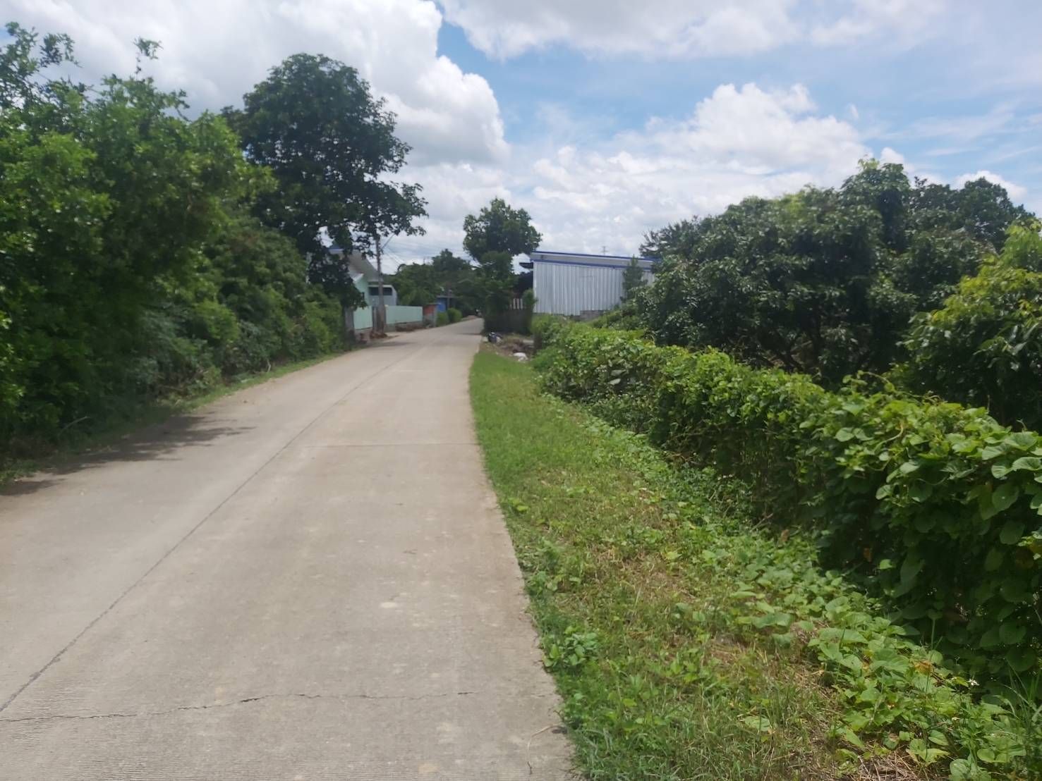 ขายที่ดินเชียงใหม่ สารภี 4 ไร่ พร้อมสวนลำไย (4-1-47) บ้านฮ่องกอกใกล้ ถ.ซุปเปอร์ไฮเวย์ เชียงใหม่ - ลำปาง ต.สารภี อ.สารภี จ.เชียงใหม่ 