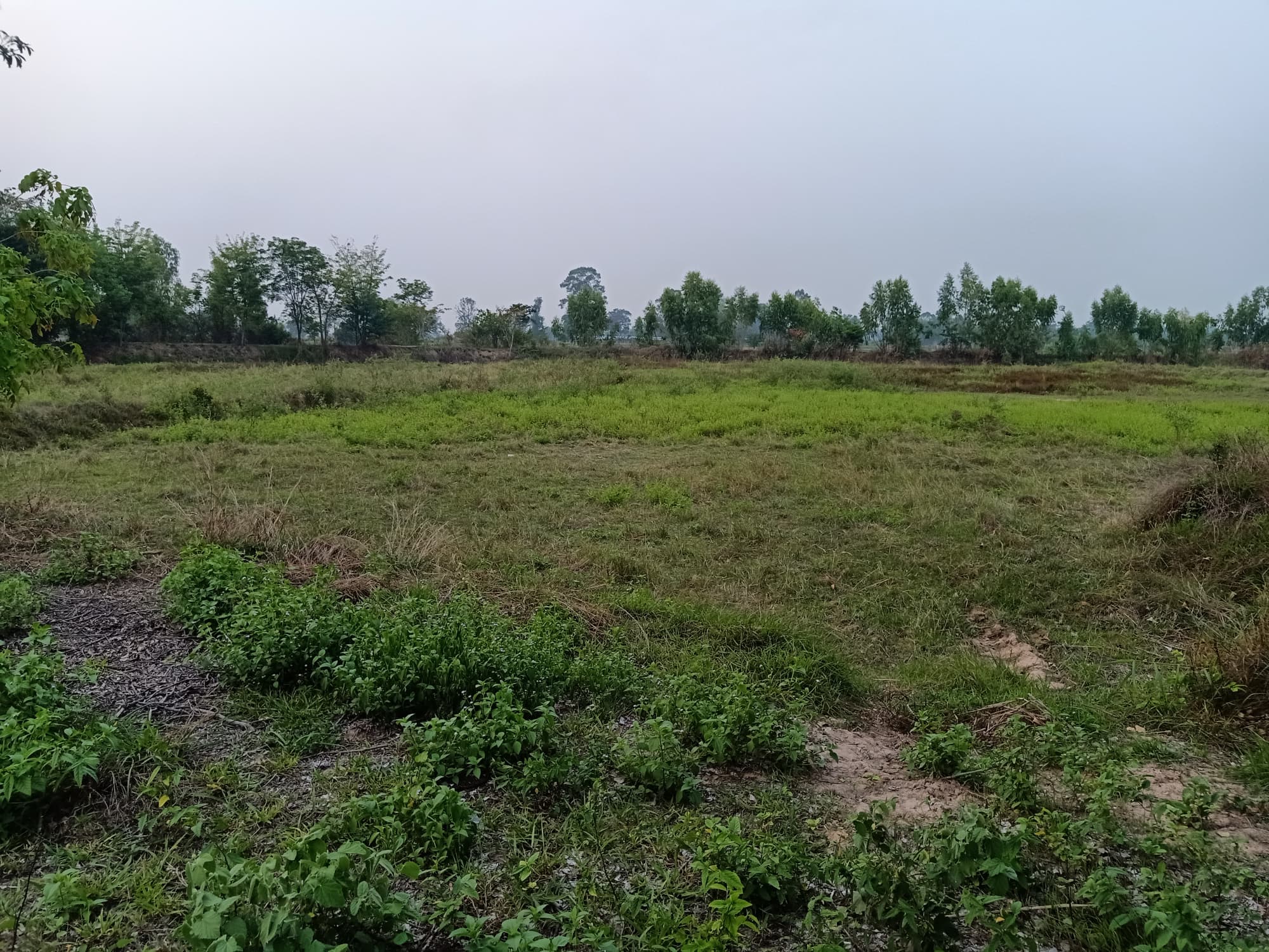 ขายที่นา อ.ธวัชบุรี จ.ร้อยเอ็ด 8-1-23