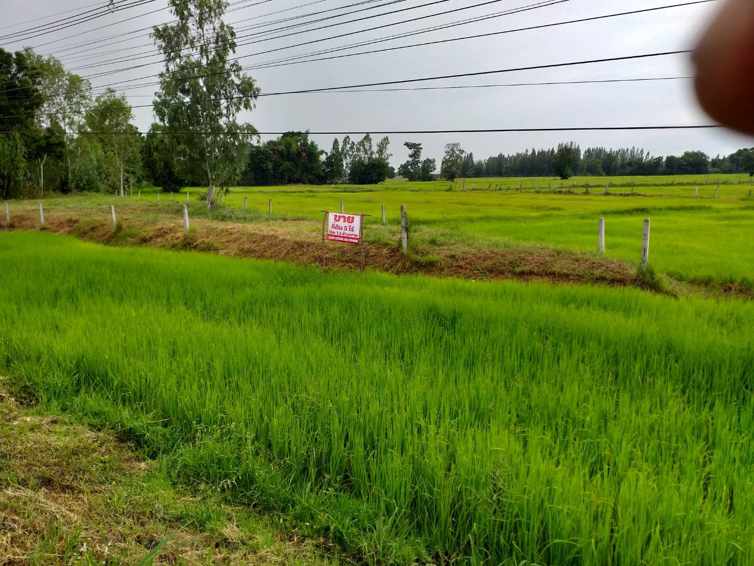 ที่ดินเปล่า ติดถนน สุรินทร์-ศีขรภูมิ 5-1-87