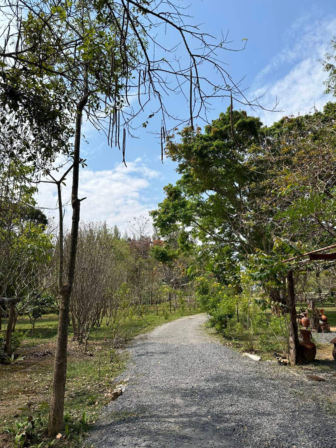 ขายที่ดินนครราชสีมา อำเภอปากช่อง ที่ดินแปลงสวย ติดถนนสาธารณะ เดินทางคล่องตัว เหมาะลงทุนมาก 6-0-90.5 ไร่.