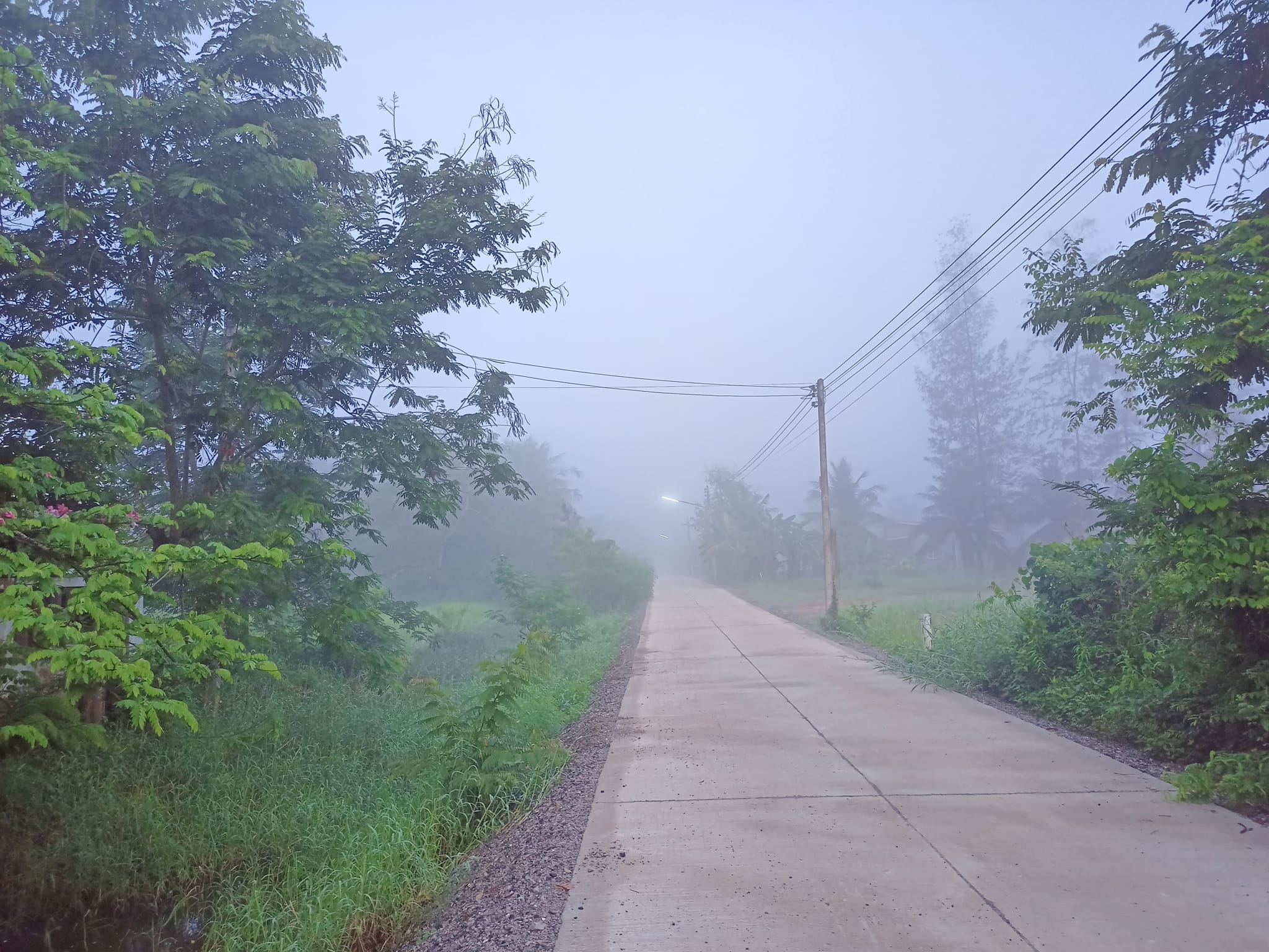 ขายที่ดิน สุราษฎร์ธานี  2 ไร่ 