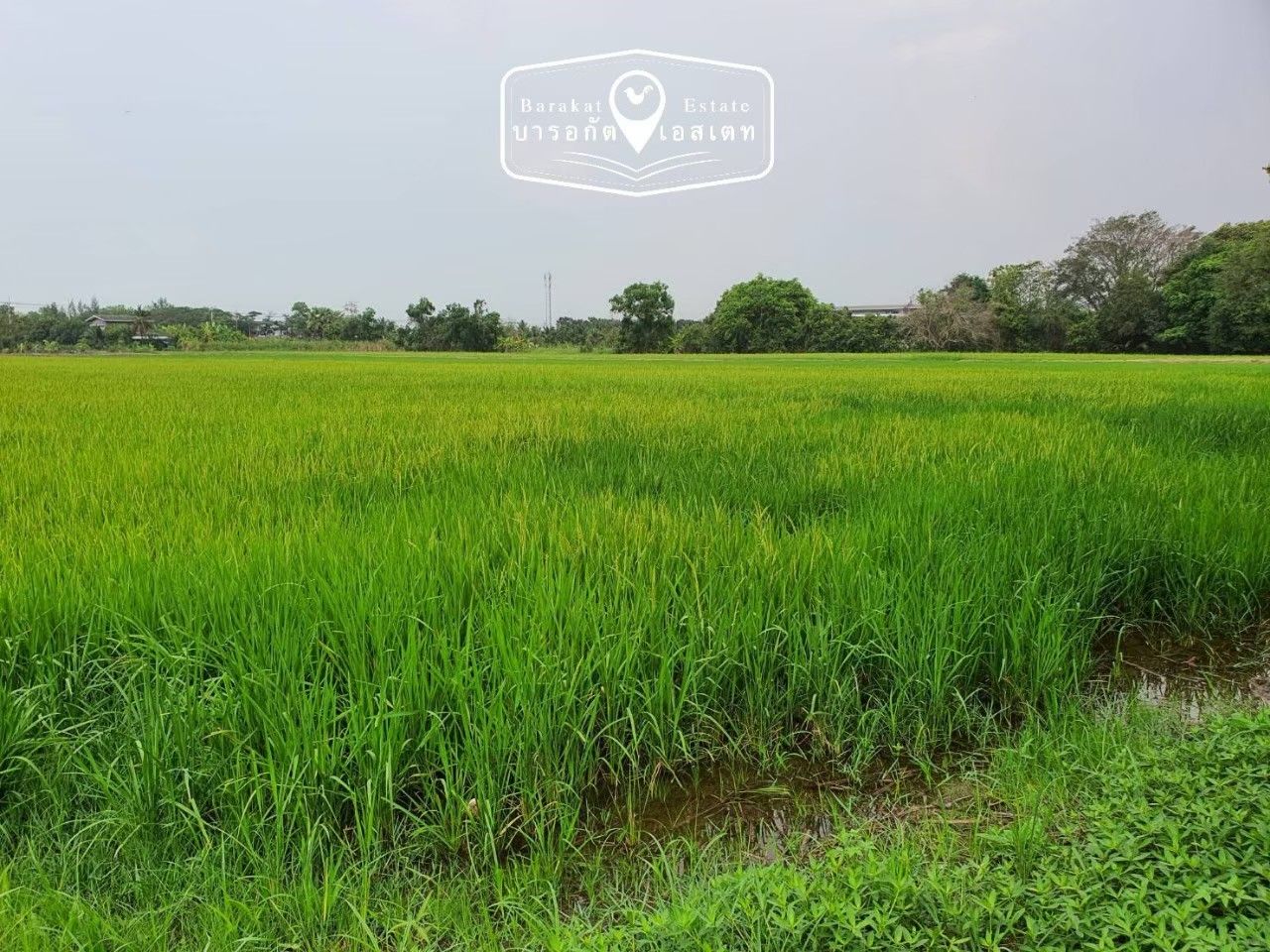 น้าติดถนน หลังติดคลอง ที่สวย เนื้อที่กว่า 6 ไร่ อำเภอบางน้ำเปรี้ยว ฉะเชิงเทรา