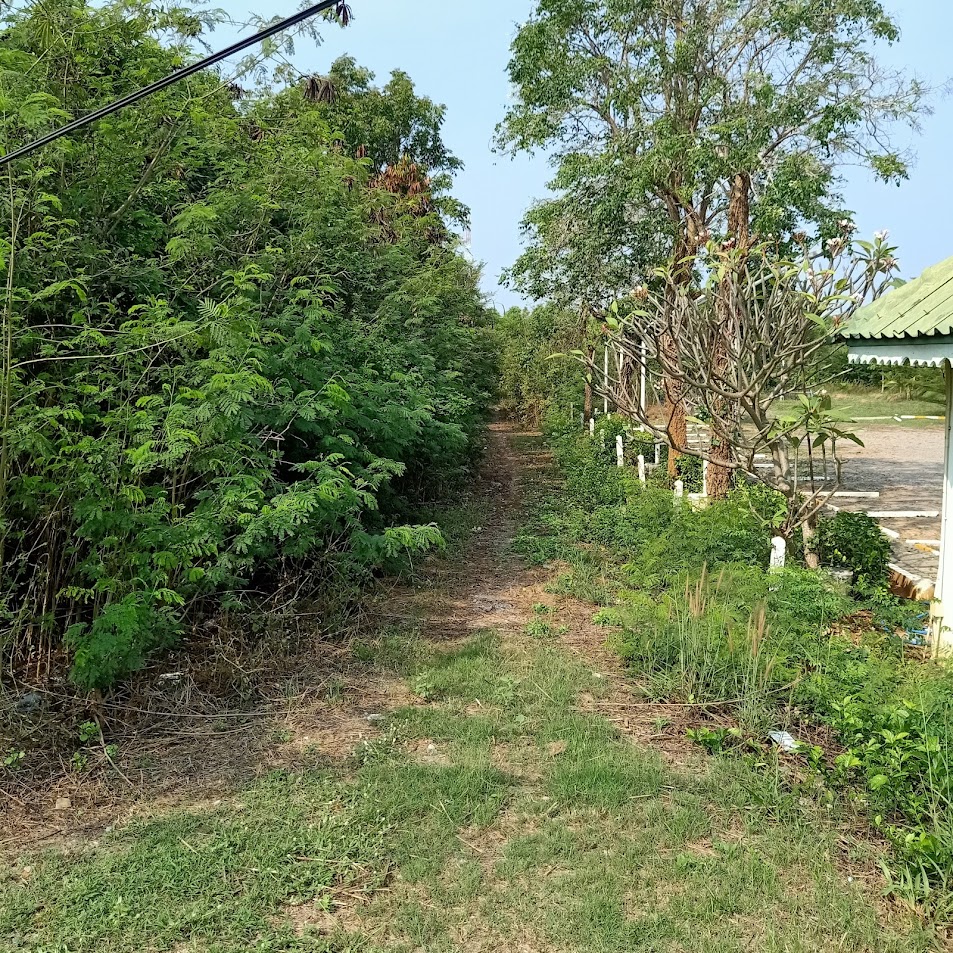 ที่ดินใกล้ทะเล ประจวบฯ 10-1-49.5