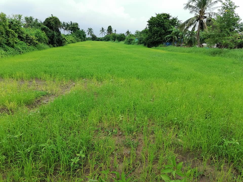 ที่ดินทุ่งนา สุพรรณบุรี 3-0-76