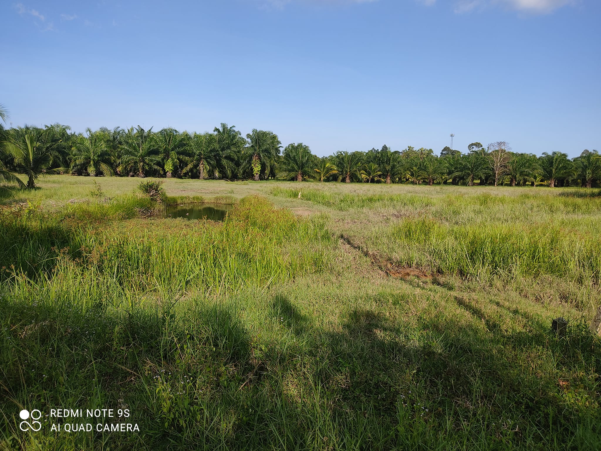 ที่ดินแปลงใหญ่ แปลงสวย เป็นที่นา อ.เมืองชุมพร จ.ชุมพร 10-3-5.9 ไร่