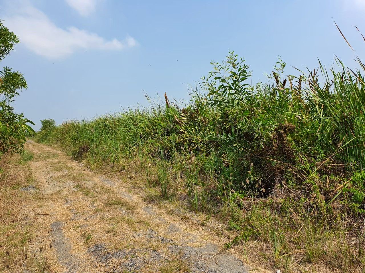 ขายที่ดินกรุงเทพฯ หนองจอก ที่ดินเปล่าแปลงสวย...200 ตรว. (มี 2 แปลง) เขตหนองจอก กทม.