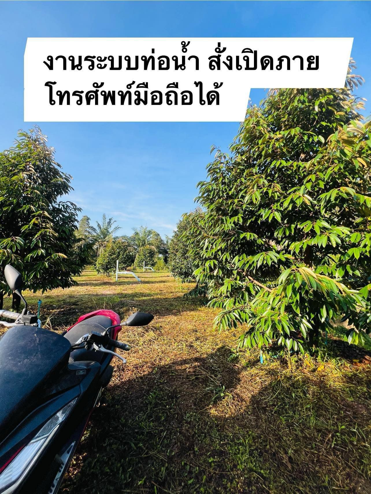 ขายบ้านพร้อมที่ดินปลูกทุเรียนหมอนทอง อายุ 2 ปี 6 เดือน ทุเรียน 180 ต้น