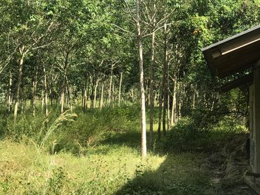 ขายที่ดินระยอง บ้านค่าย