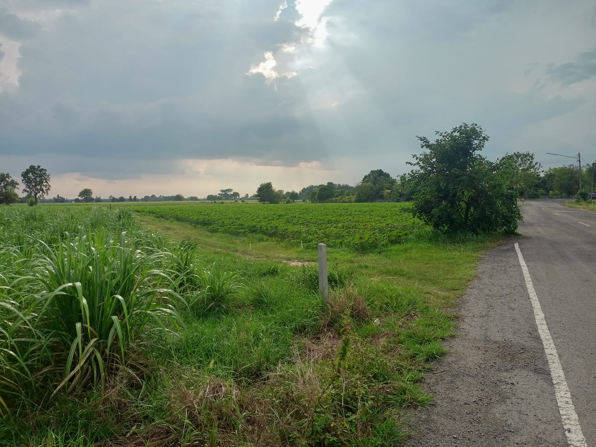 ที่ดินเปล่าแบ่งขาย เมืองกาฬสินธุ์ 14-0-0