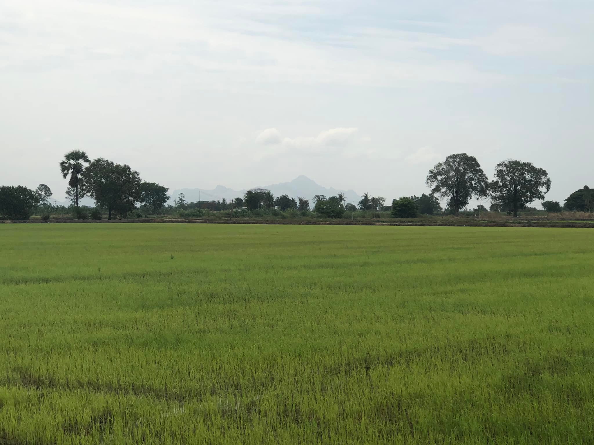 ขายที่นา จ.สระบุรี อ.หนองโดน 7-0-13 ไร่