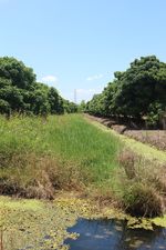 ที่ดินสวนลำไย ลำพูน 1 ไร่