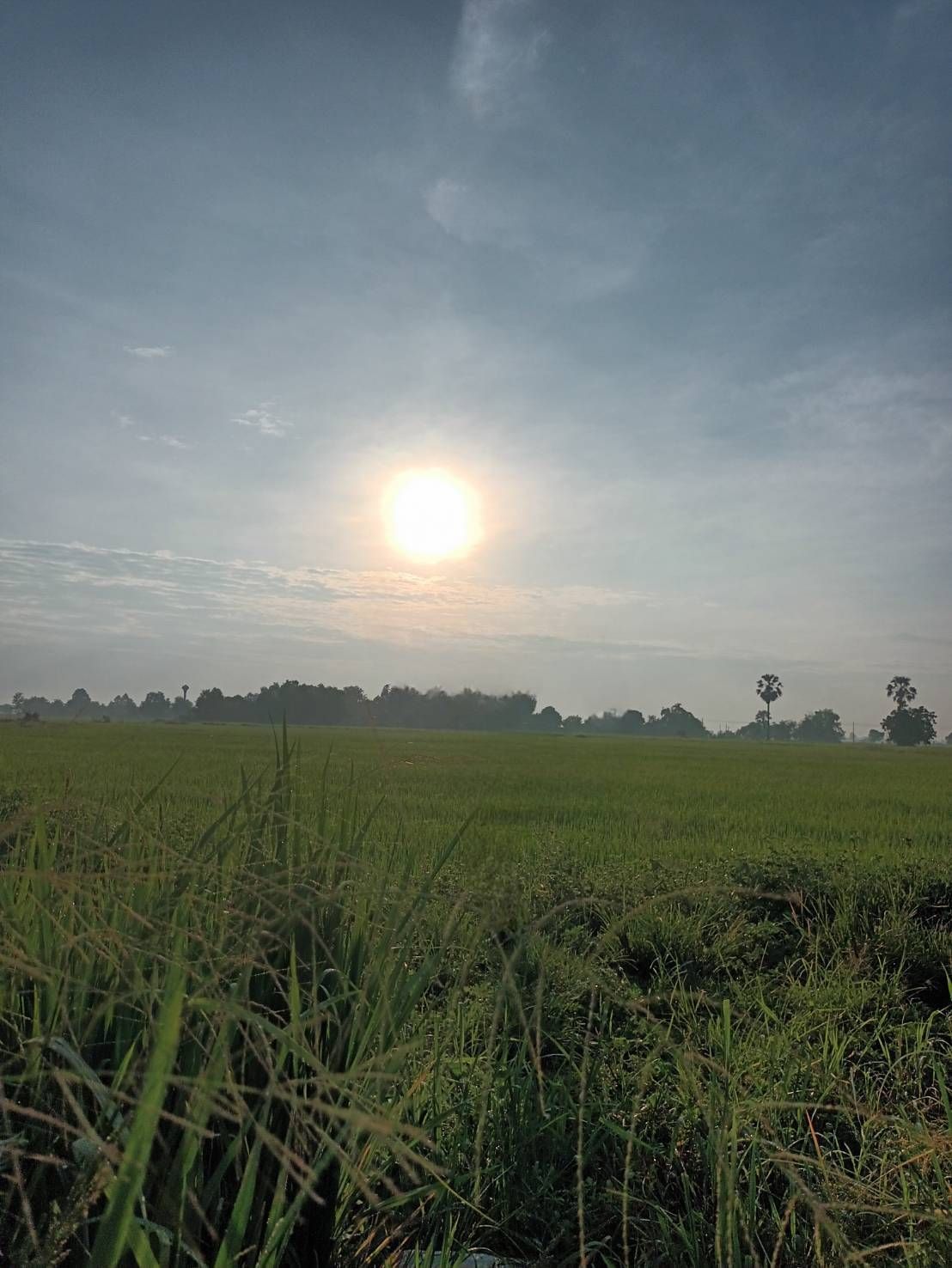 ขายที่นา แปลงใหญ่ อ.สามชุก จ.สุพรรณบุรี พื้นที่ 29 ไร่ มี 2 แปลงติดกัน ขายทั้งสิ้น 10 ลบ. ข้าวกำลังออกรวงเต็มพื้นที่ เจ้าของขายเอง สนใจติดต่อ ปุ้ย 08-9920-9893