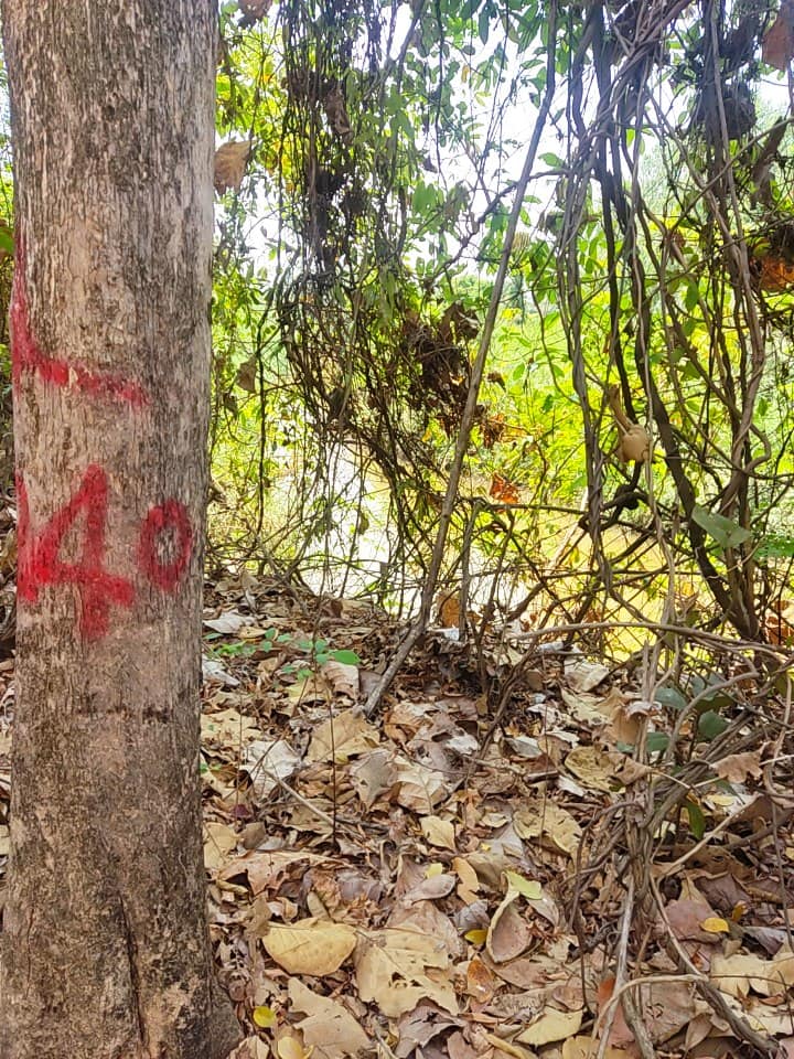 ที่ดินพร้อมไม้สักทอง วังทอง พิษณุโลก 5-2-96