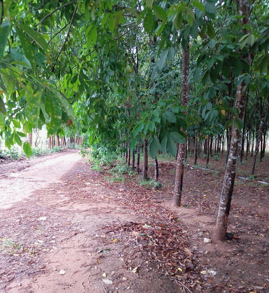 ที่ดินพร้อมสวนยางพารา​ น่าน 10-1-66.4