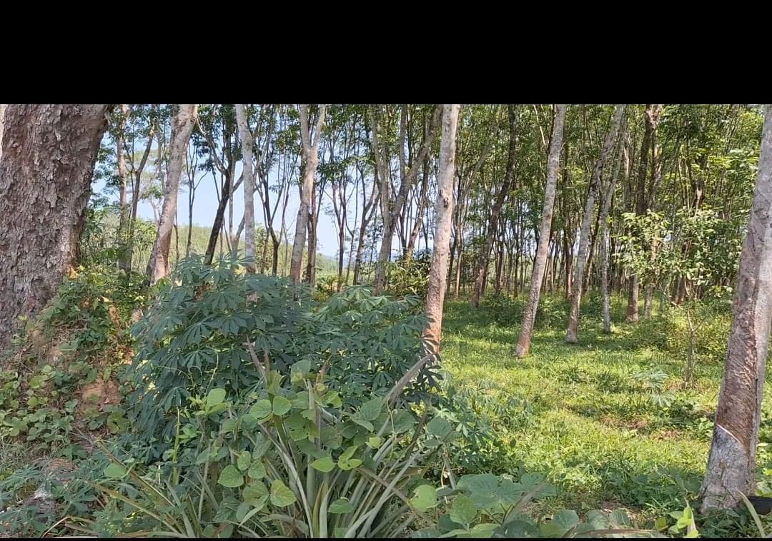ประกาศขายที่ดิน ตำบลนาเตย อำเภอท้ายเหมือง จังหวัดพังงา