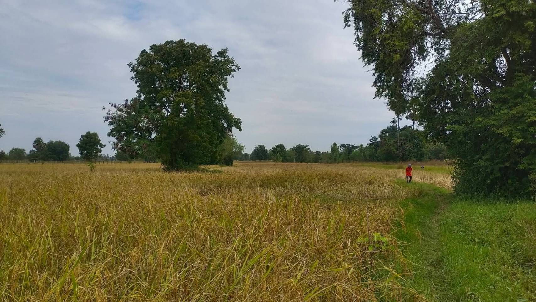 ที่ดิน ตำบลบ้านเป็ด อำเภอเมือง ขอนแก่น 