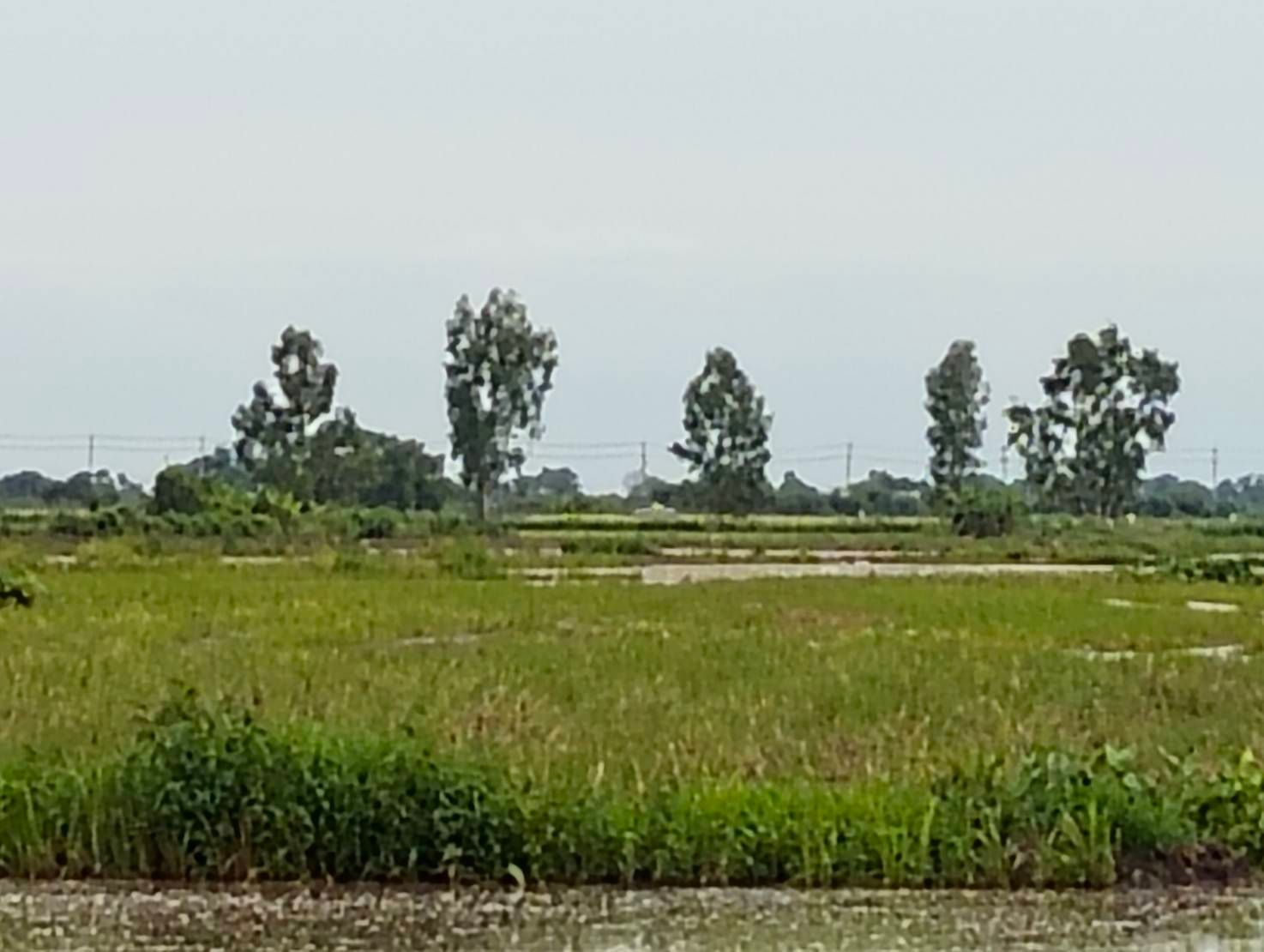 ขายที่ดินปราจีนบุรี อำเภอบ้านสร้าง ที่ดินแปลงสวย ติดถนนสาธารณะ 