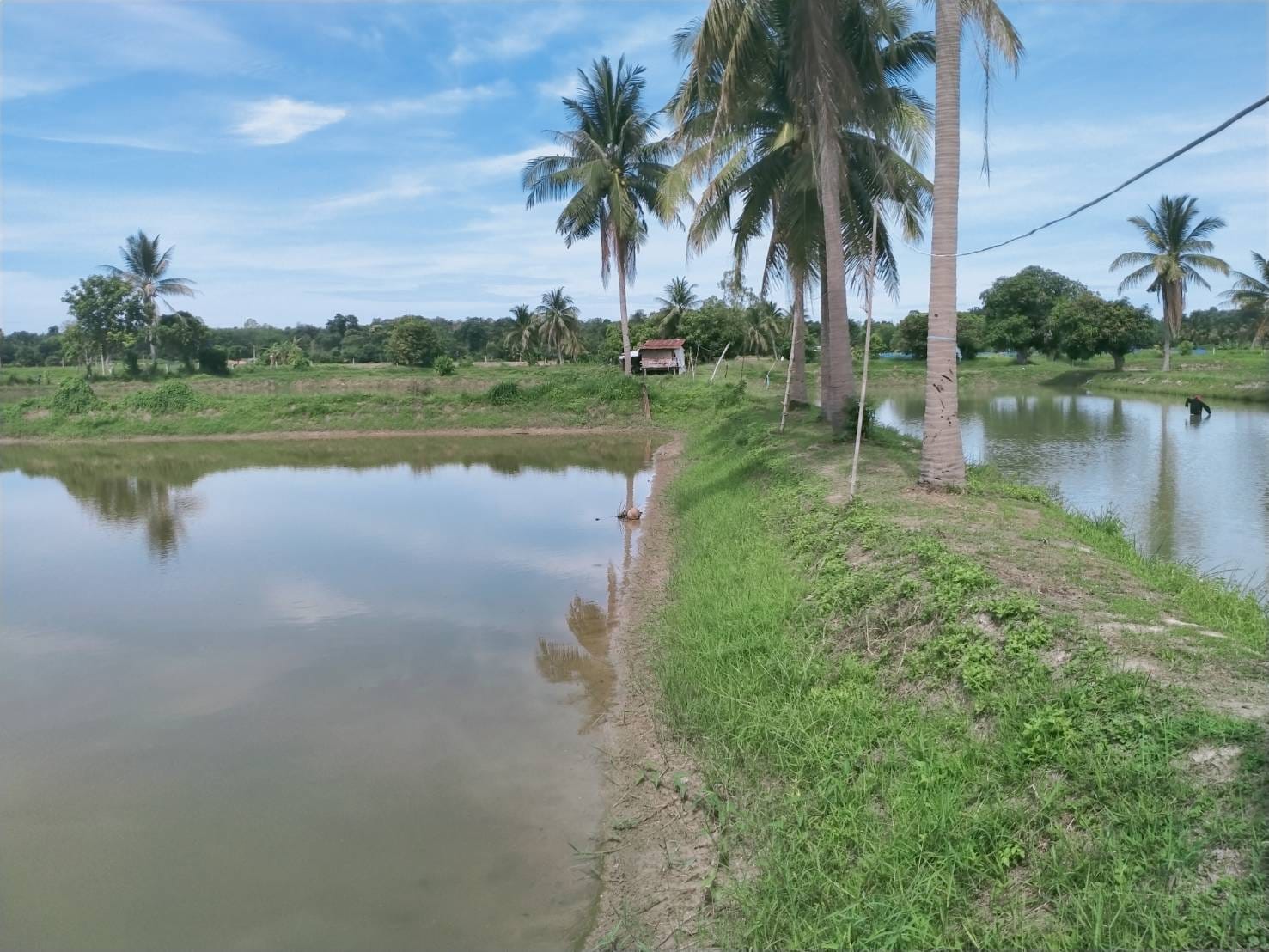 ที่ดินที่นา ยางตลาด กาฬสินธุ์ 2-1-55