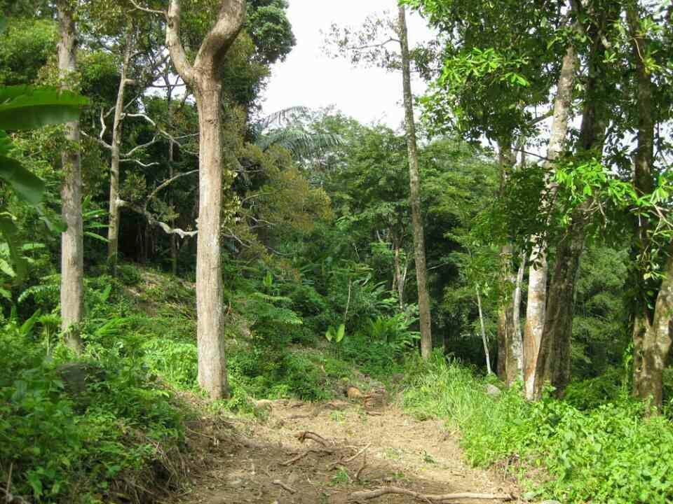 ขายที่ดินภูเก็ต อำเภอกระทู้ ที่ดิน น.ส.3