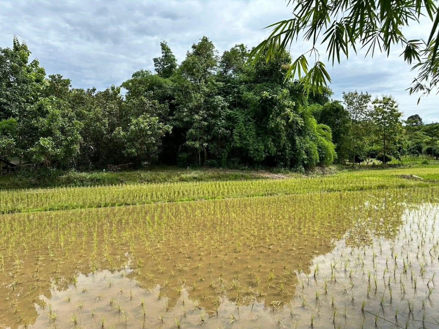 ขายที่ดินจังหวัดน่าน ขายรวมโฉนด 7 ผืน