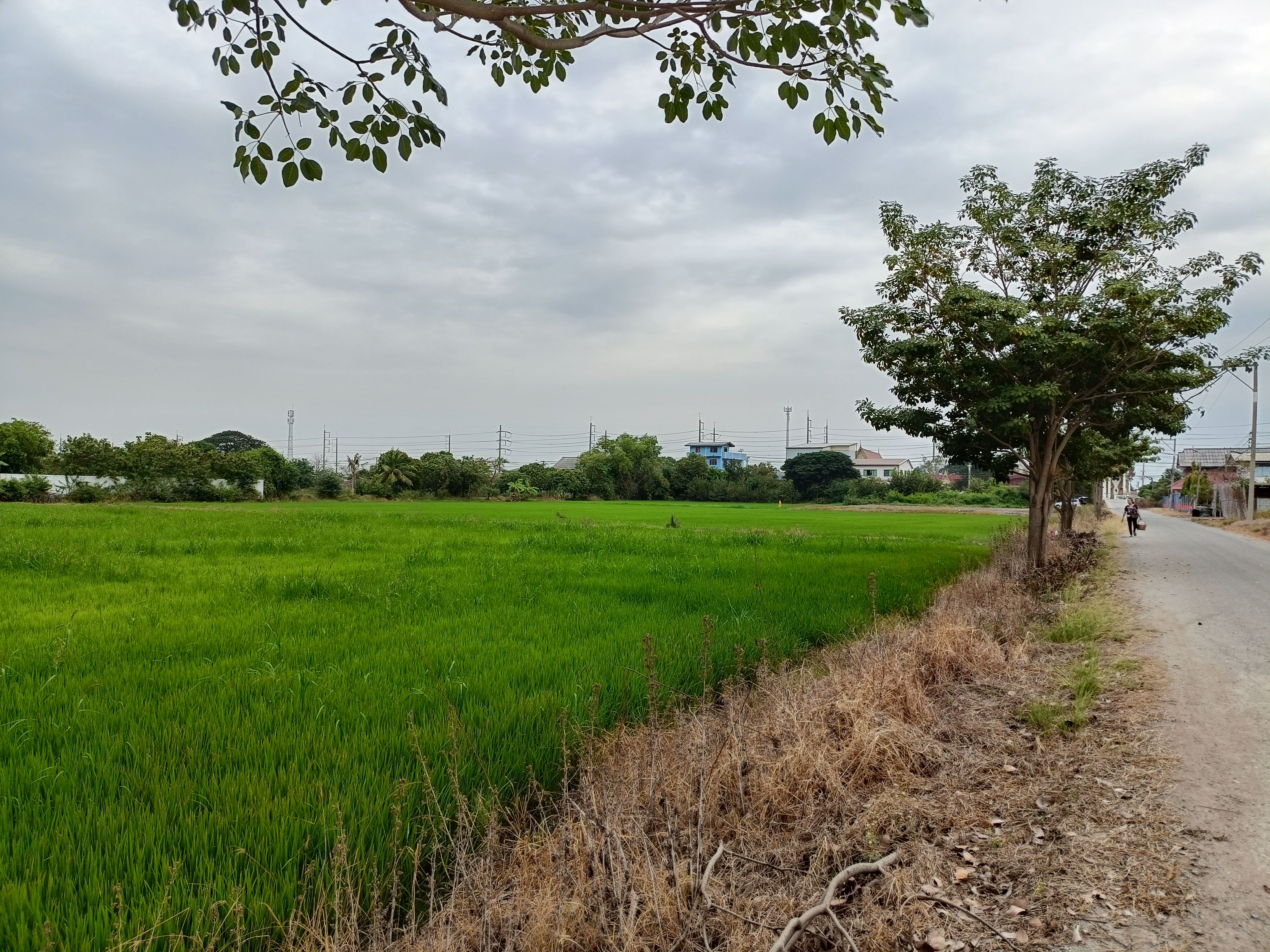 ขายที่ดิน ต.บางเลน อ.สองพี่น้อง จ.สพรรณบุรี
