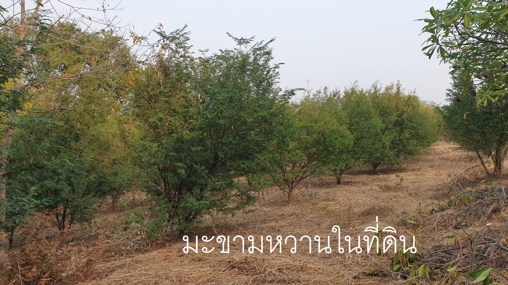 ที่ดินสวนมะขามหวาน เพชรบูรณ์ 1-0-30