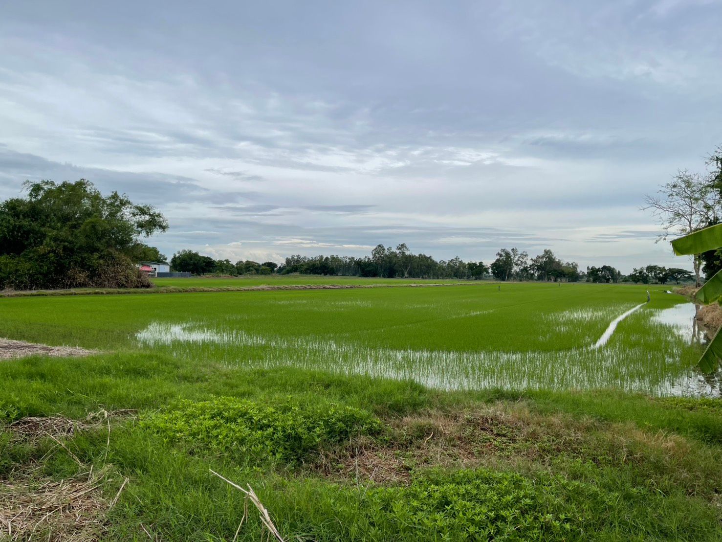 ขายที่ดิน หนองจอก กทม. 26-3-84 ไร่