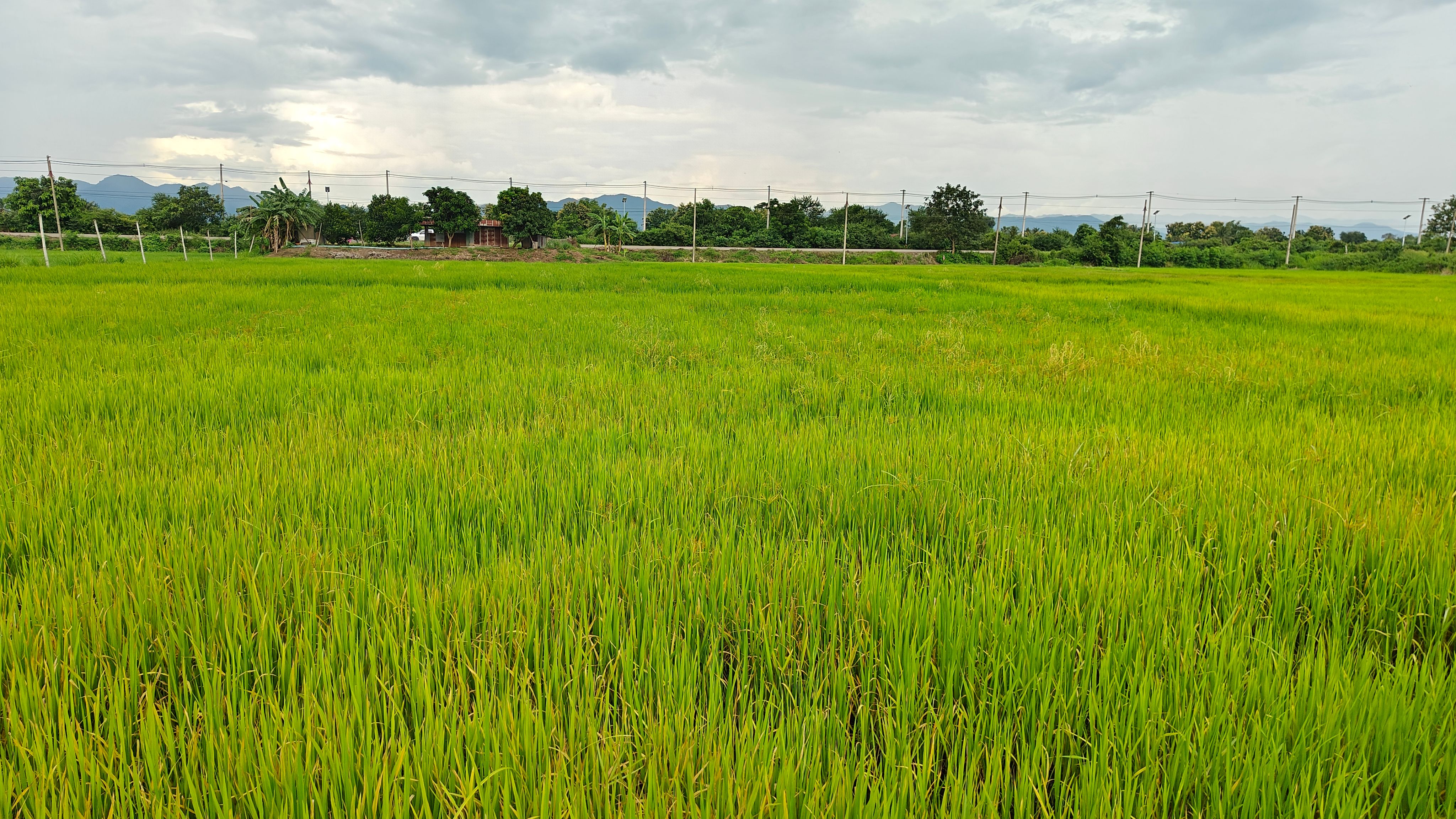 ที่นาทำเลดีถูกสุดในอำเภอหล่มสัก