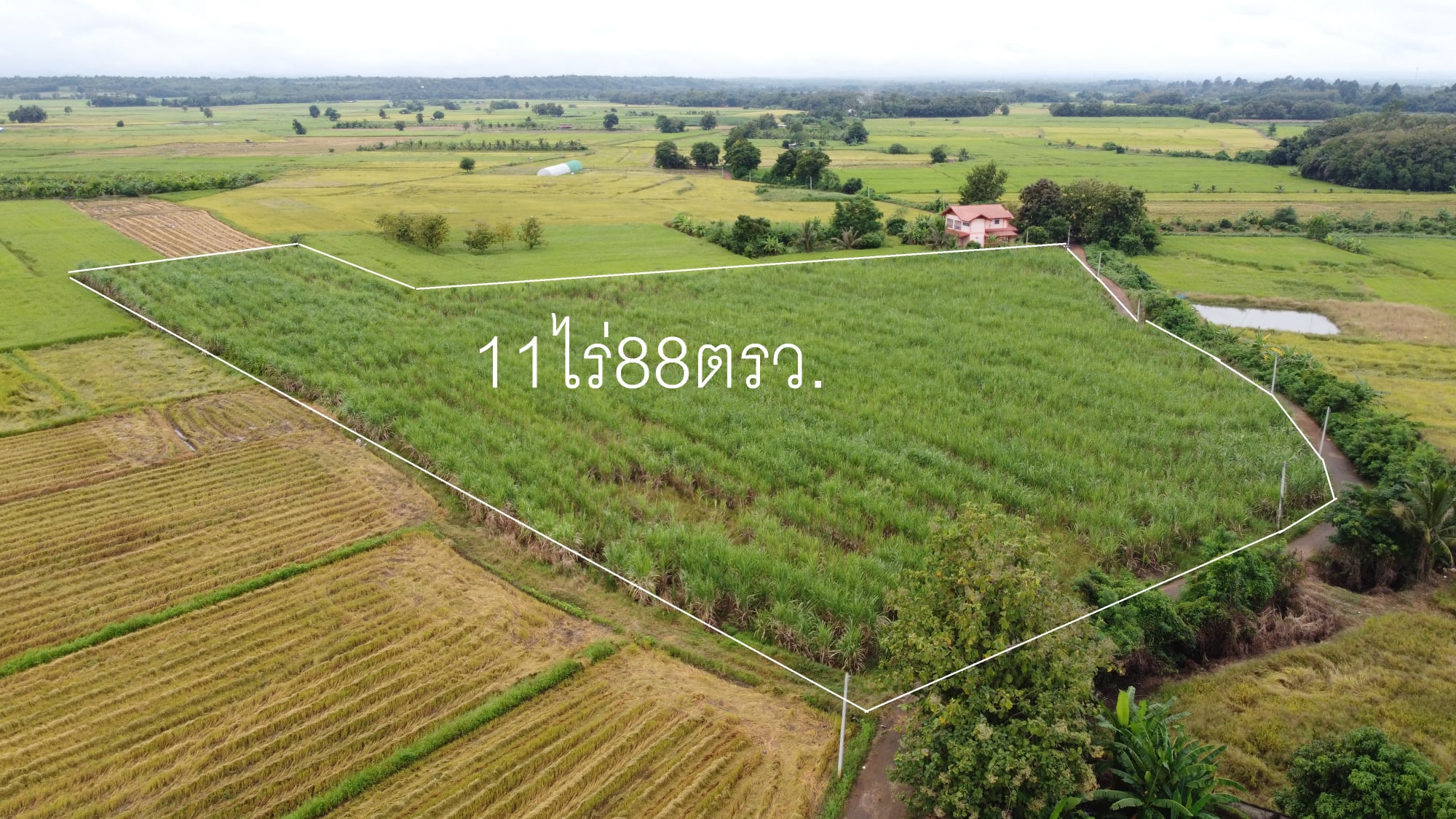 ที่ดินเปล่า เพชรบูรณ์ 11-0-88