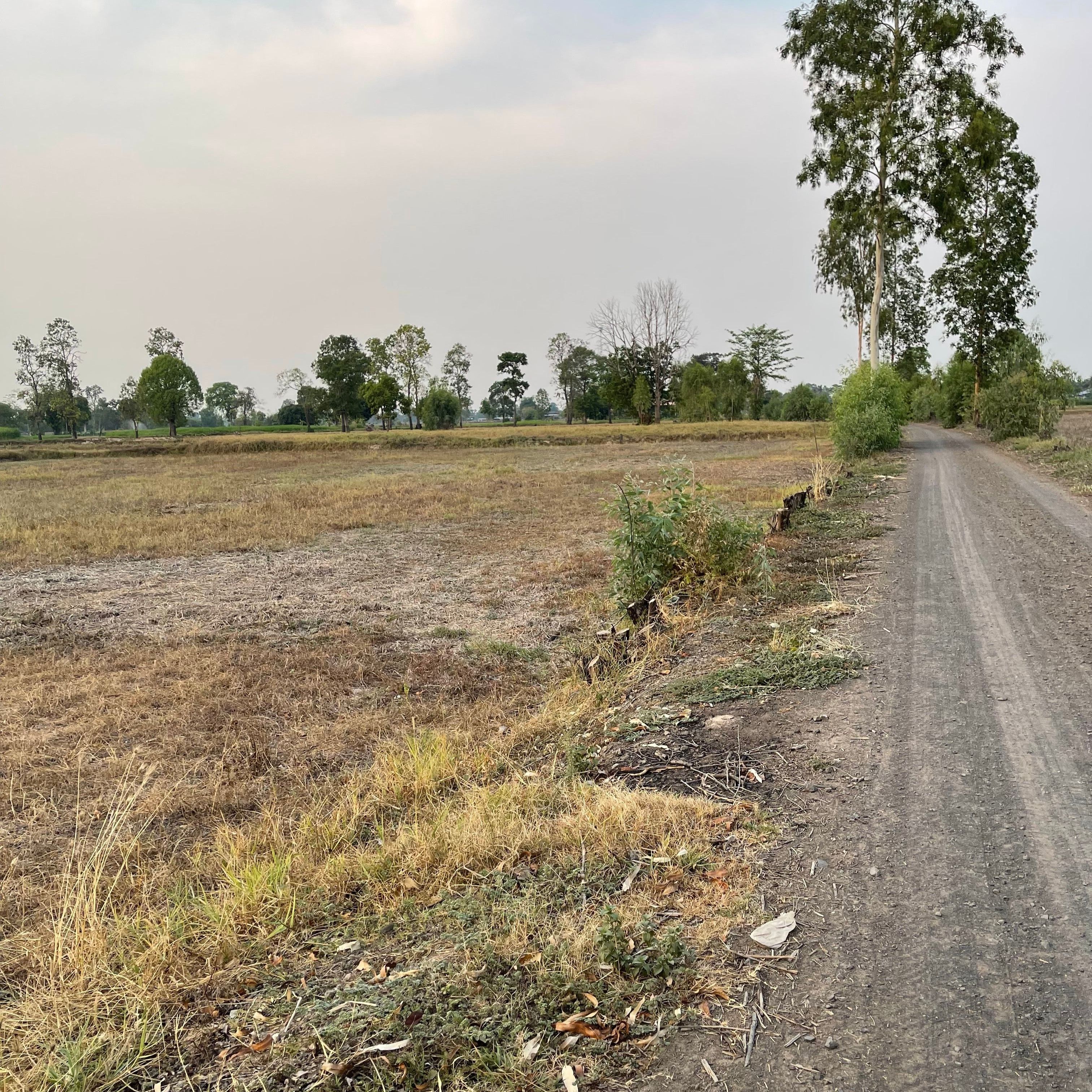 ขายที่ดินศรีสะเกษ  อำเภอยางชุมน้อย