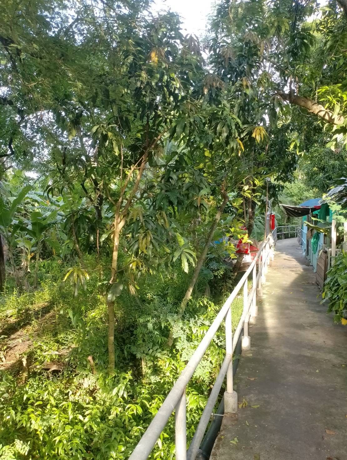ขายที่ดินนนทบุรี อำเภอเมือง แถวไทรม้า