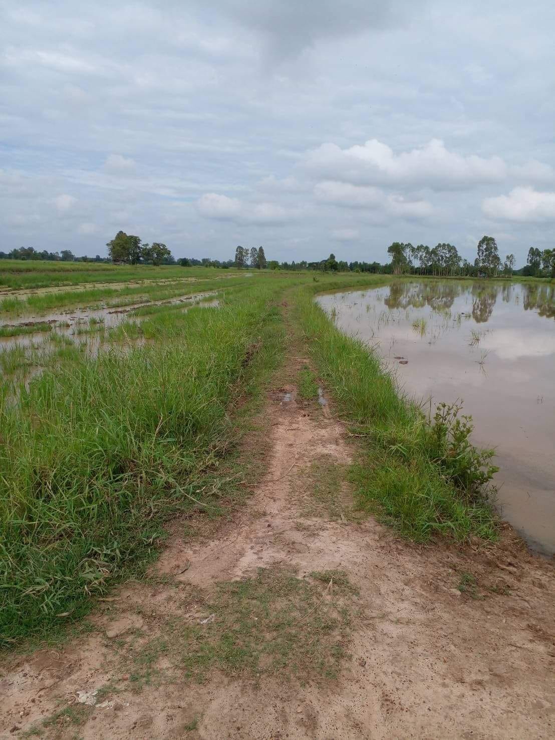 ที่ดินที่นา เมืองกาฬสินธุ์ 4-2-15