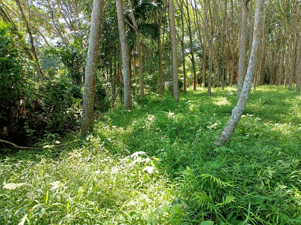 ที่ดินถลางใกล้ลากูน่าบ้านนาเกาะ ภูเก็ต 14-0-38