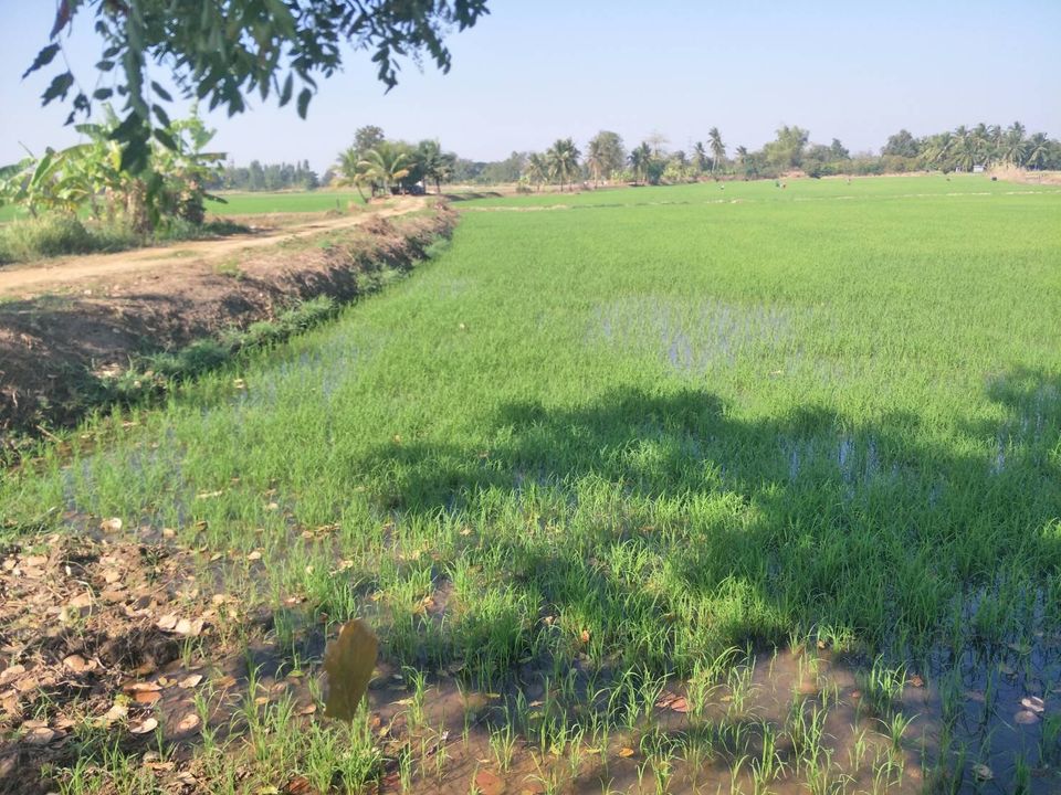 ที่ดิน ที่นาทำเลสวย ติดคลอง ชัยภูมิ 14-1-1 ไร่