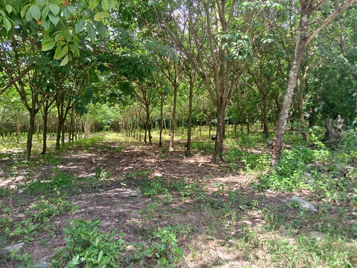 ที่ดินสวนยาง นาดี ปราจีนบุรี 10-3-67
