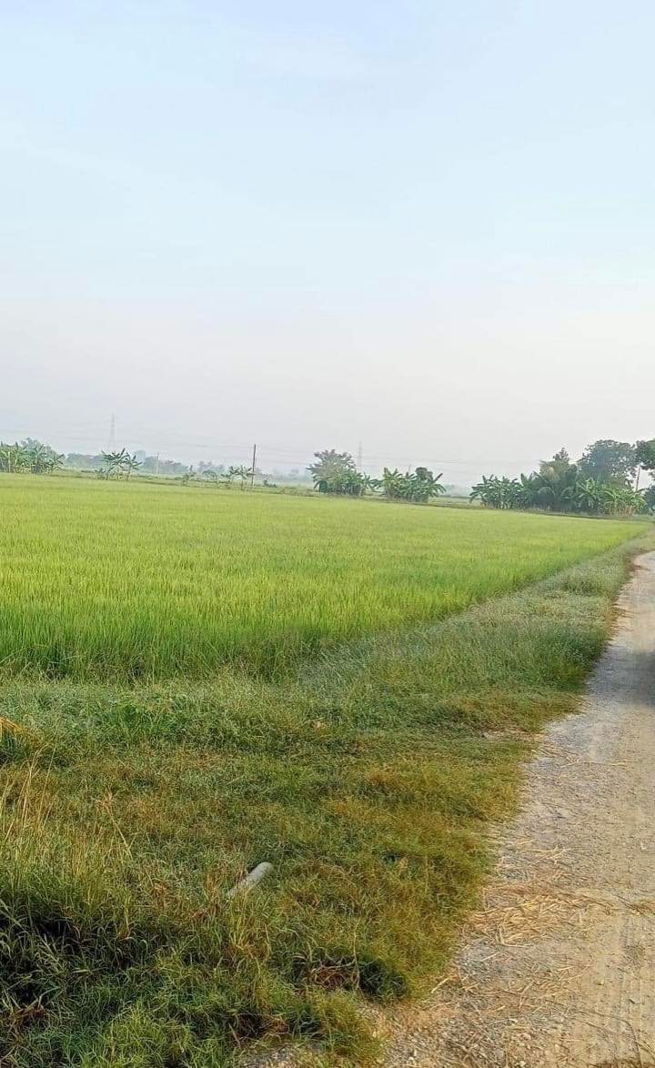 ขายที่ดินนครปฐม กำแพงแสน 2-3-81