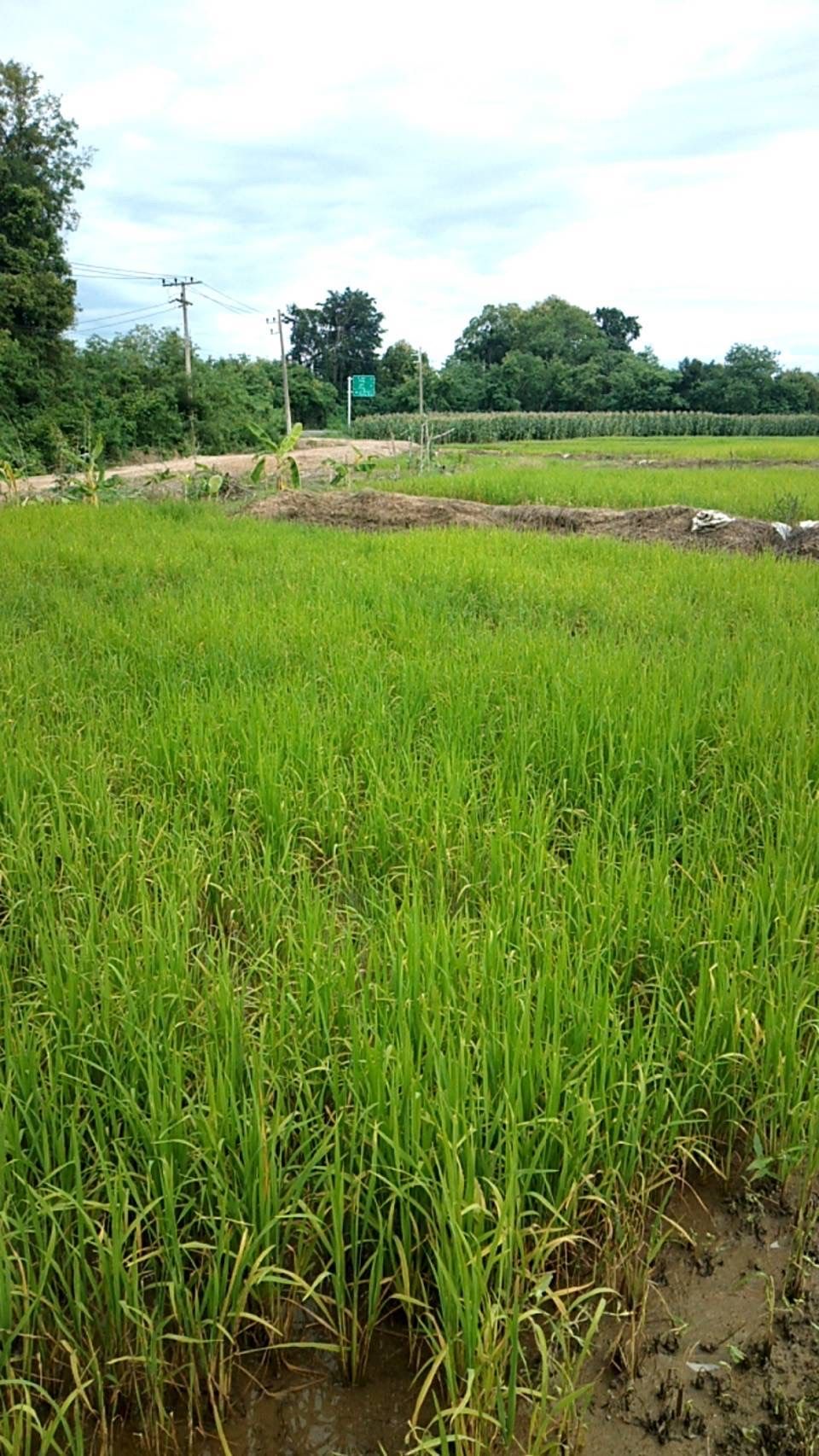 ขายที่ดิน 14 ไร่