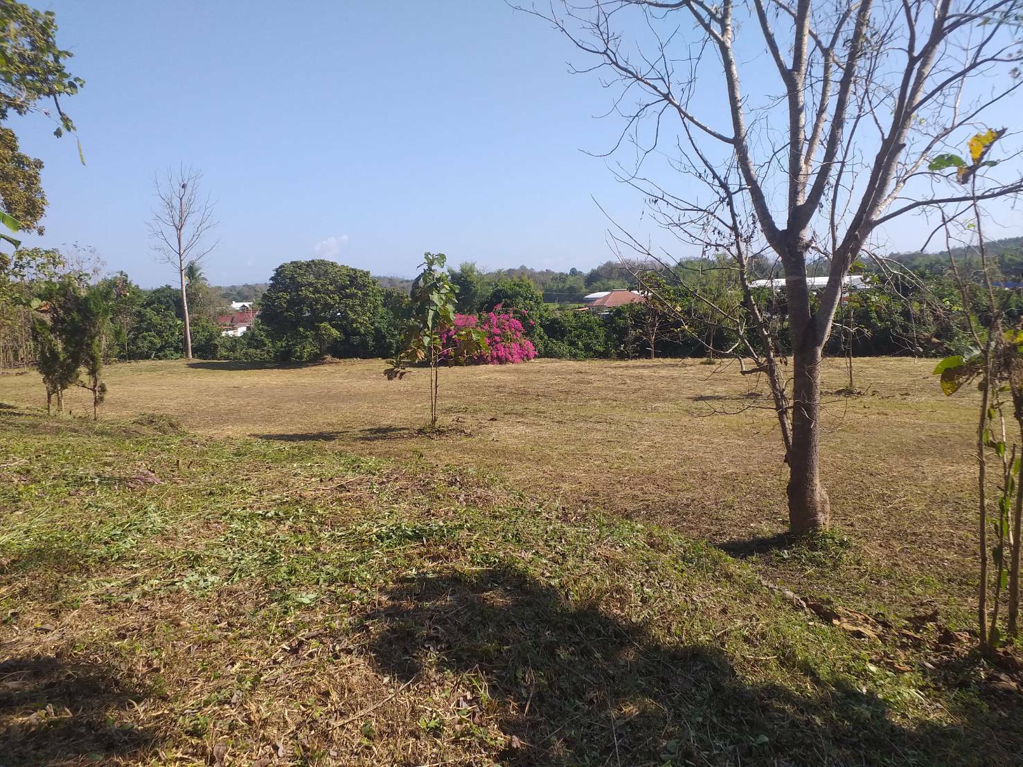 ที่ดิน วิวสวยติดถนนคอนกรีตและมีลำเหมือง  แม่ริม 4-1-92.4 ไร่