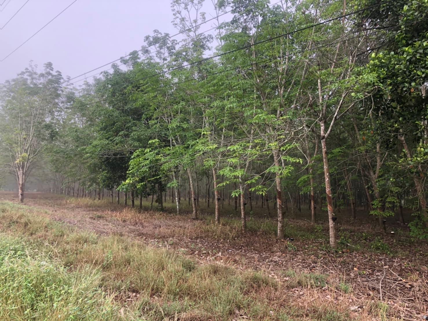 ที่ดินเปล่า จันทบุรี
