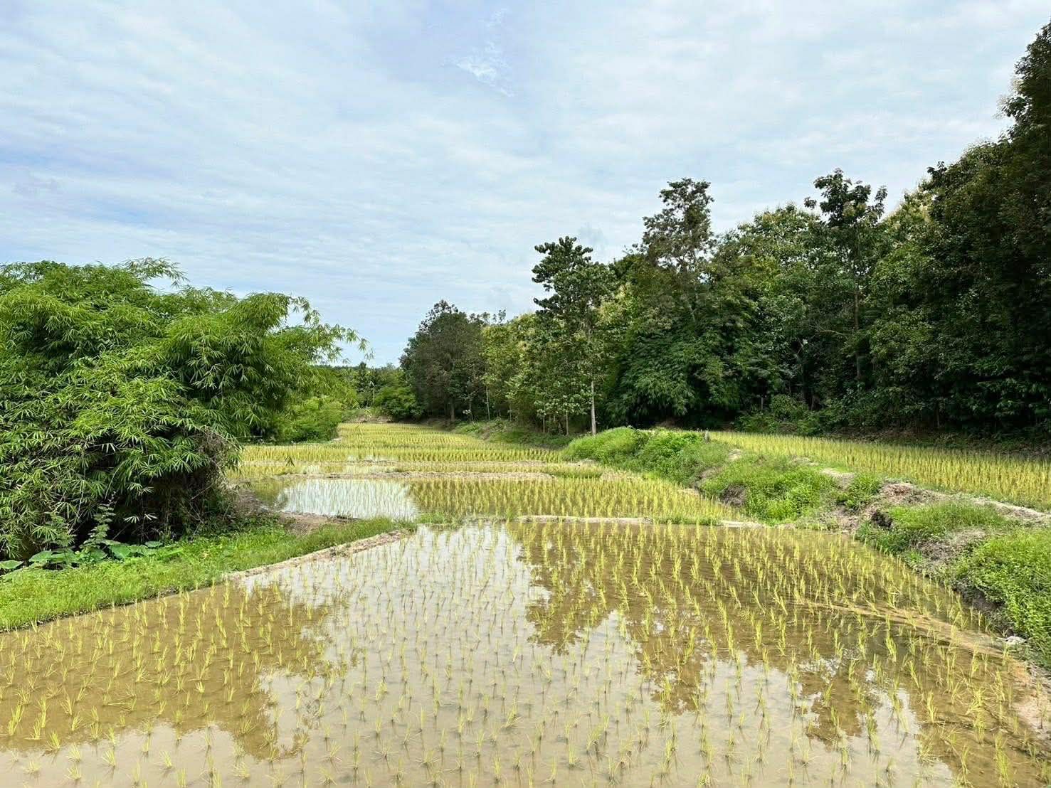 ขายที่ดินจังหวัดน่าน ขายรวมโฉนด 7 ผืน