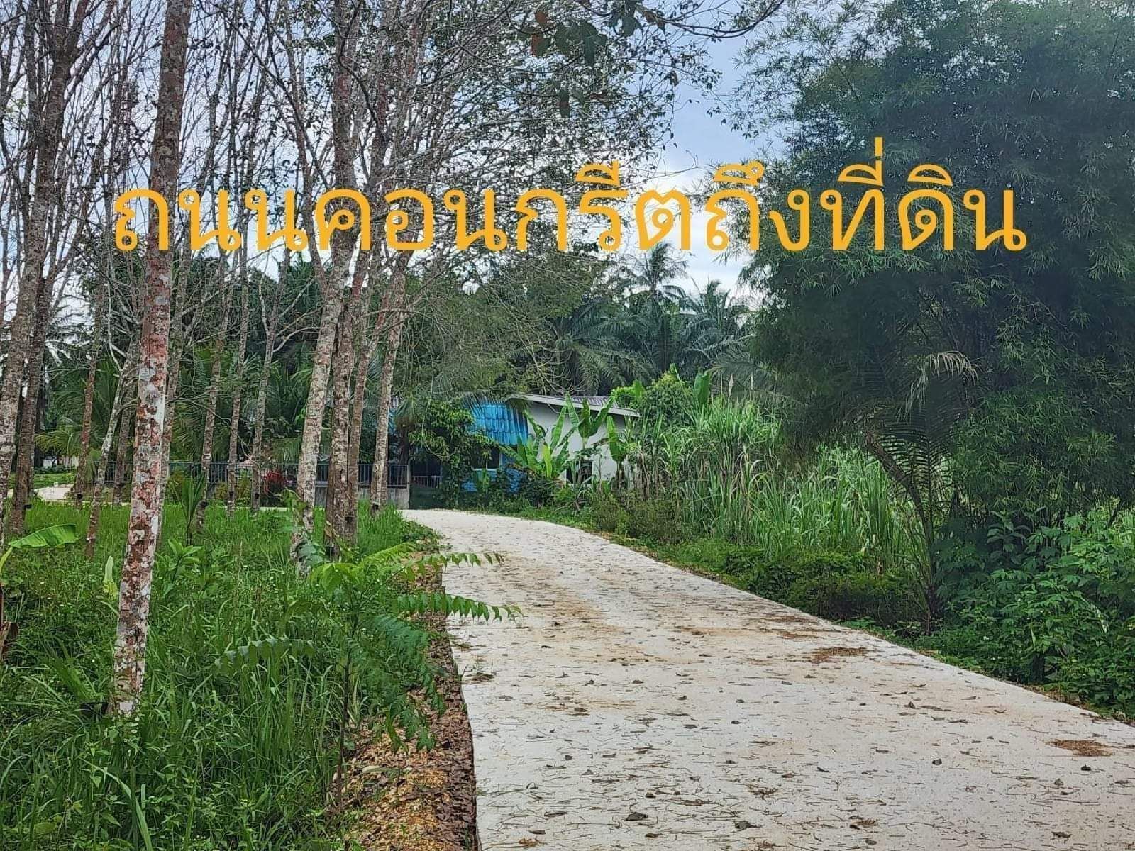 ขายที่ดินจังหวัดกระบี่ หนองทะเล สวนปาล์ม 9 ไร่ อายุปาล์ม 6 ปี เก็บผลผลิตได้แล้ว โฉนดครุฑแดง ติดถนนสาธารณะ