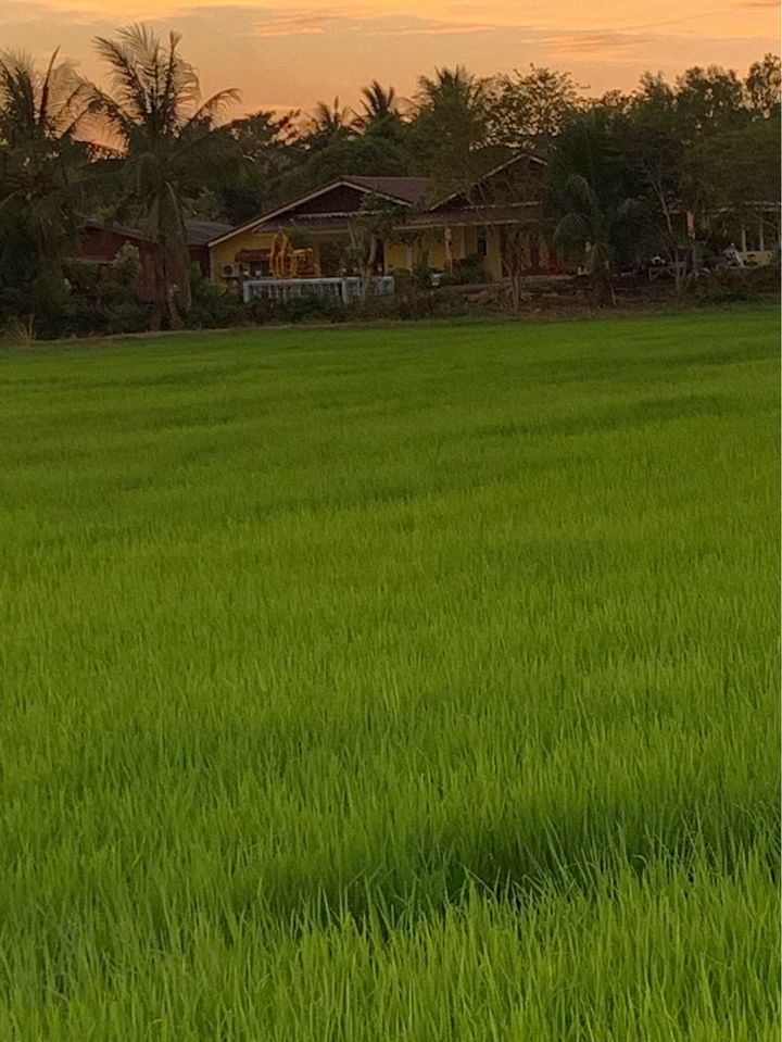 ที่ดินเปล่า อ.ศรีมหาโพธิ จ.ปราจีนบุรี 42-0-0ไร่