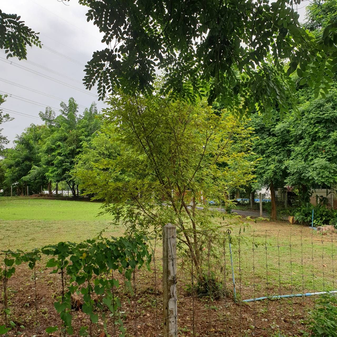 ขายที่ดินนครปฐม อำเภอเมืองฯ ที่ดินแปลงใวย ใกล้ชุมชน