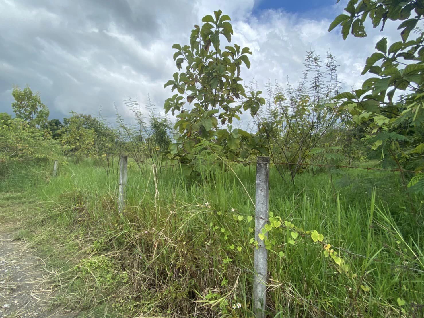 ขายที่ดิน ลำพูน 2-1-31.6